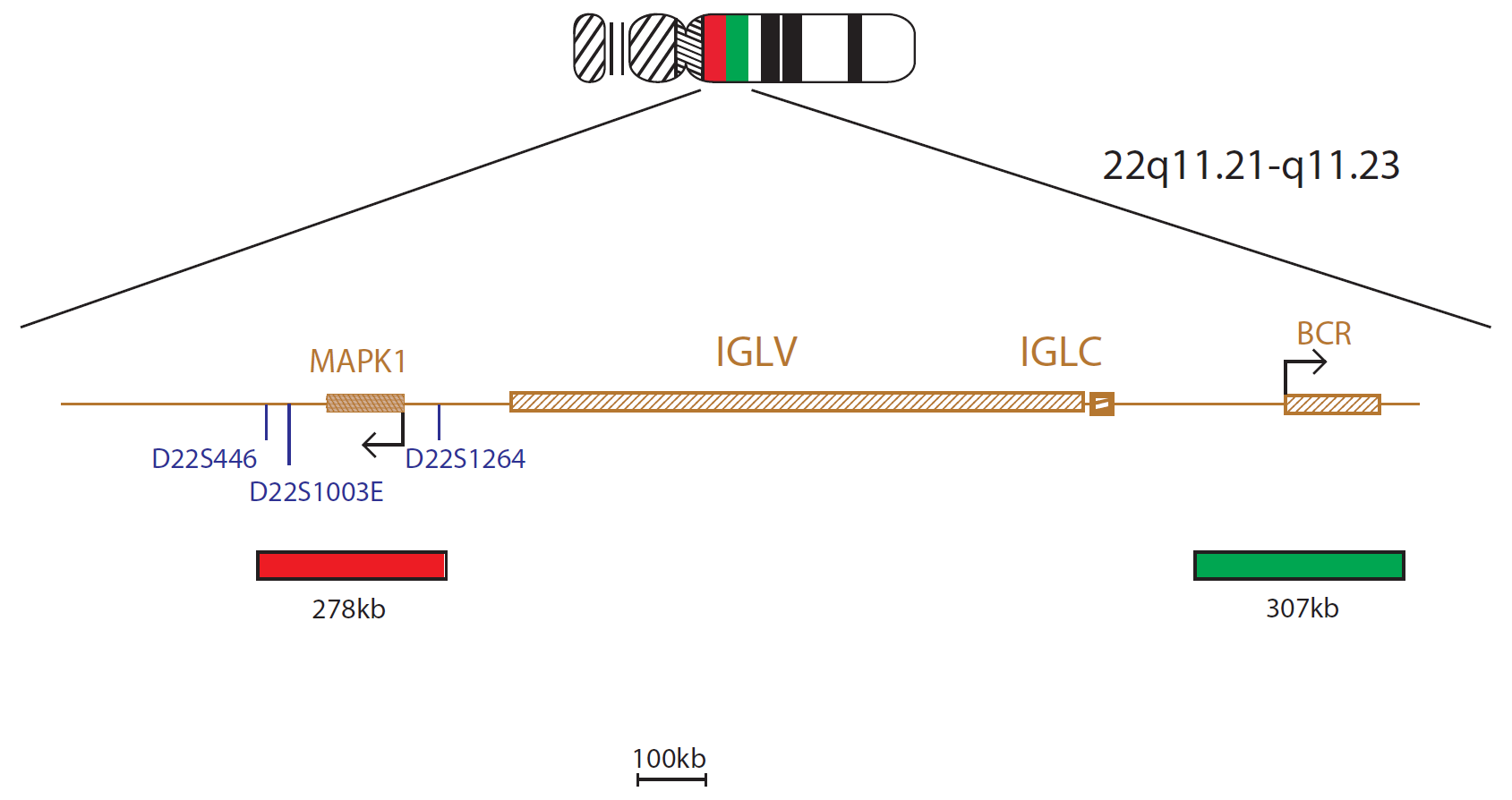 Fluorescence in situ hybridization (FISH) chromosome map showing a probe mix targeting the IGL gene.