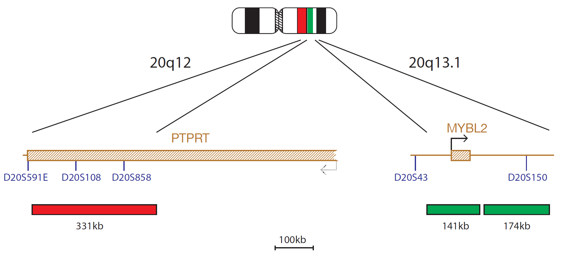 Fluorescence in situ hybridization (FISH) chromosome map showing a probe mix targeting the regions 20q12 and 20q13.1.