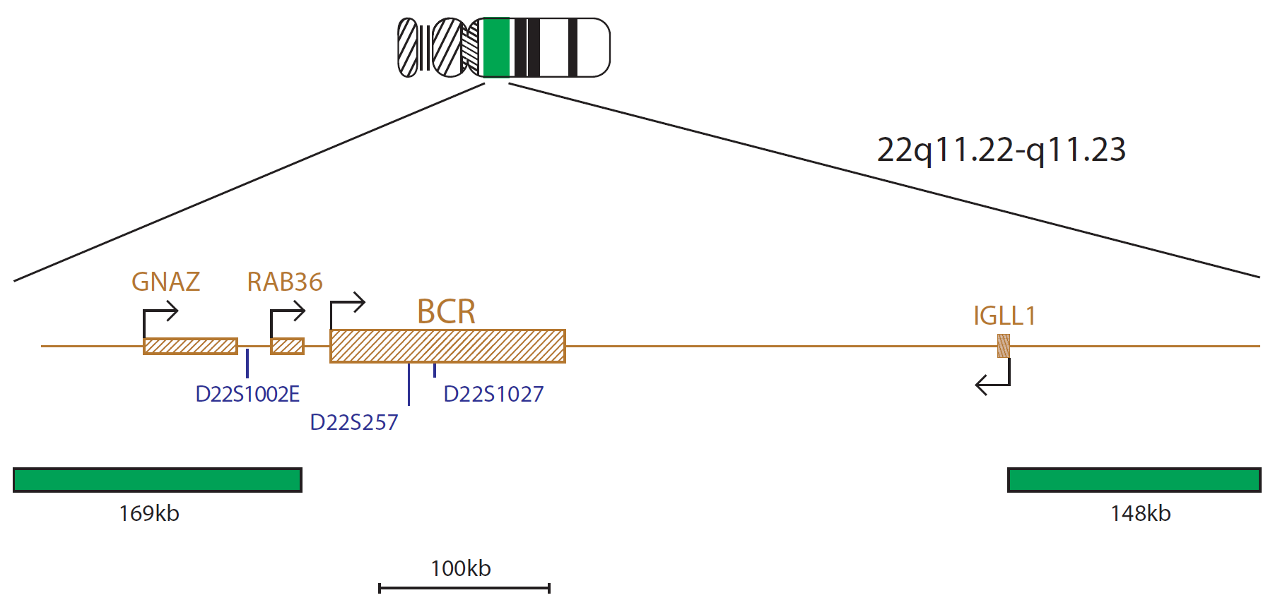 Fluorescence in situ hybridization (FISH) chromosome map showing a probe mix targeting the BCR gene.
