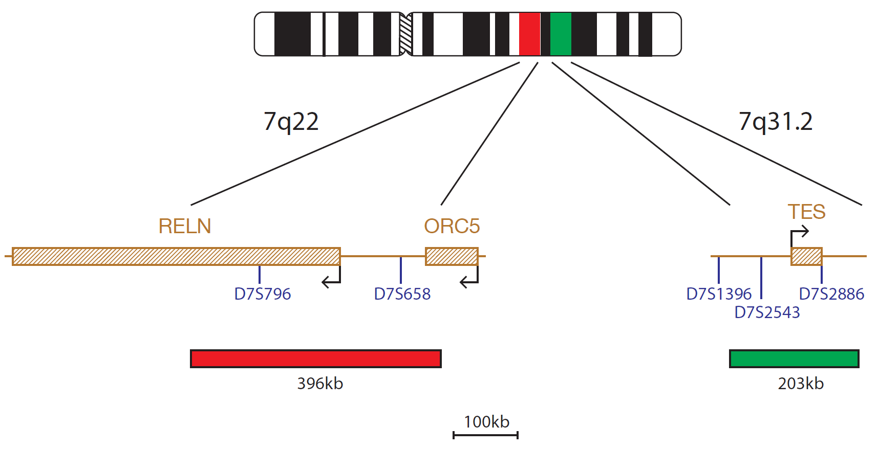 Fluorescence in situ hybridization (FISH) chromosome map showing a probe targeting the regions 7q22 and 7q31.2.