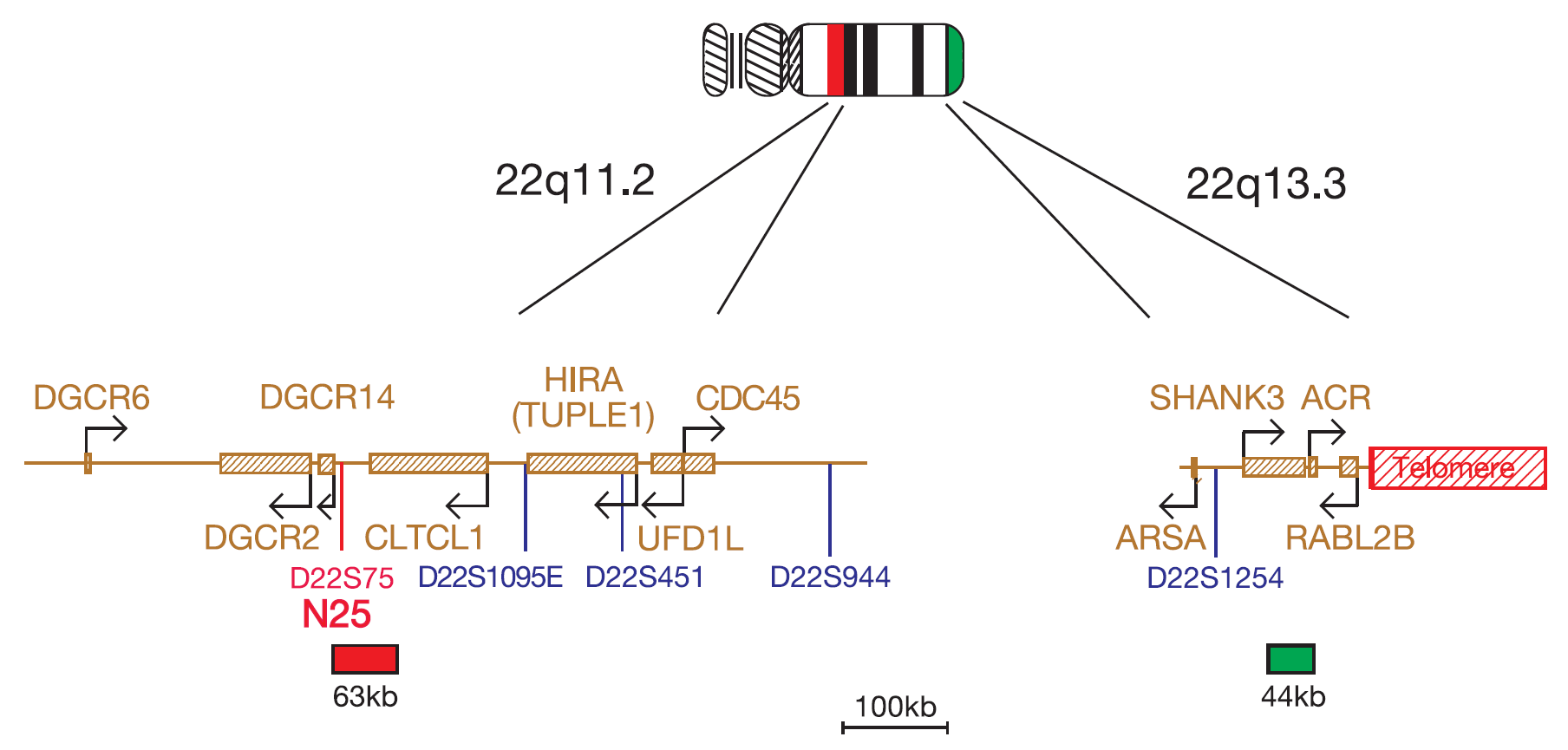 FISH chromosome map showing probes targeting regions associated with DiGeorge, VCFS and 22q13.3 deletion syndromes.