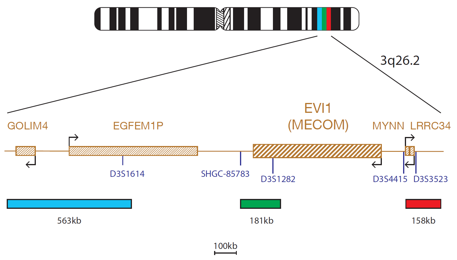 Fluorescence in situ hybridization (FISH) chromosome map showing a probe targeting the EVI1 (MECOM) gene.