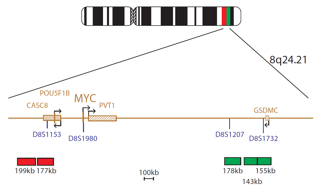 Fluorescence in situ hybridization (FISH) chromosome map showing a probe mix targeting the cMYC (MYC) gene.