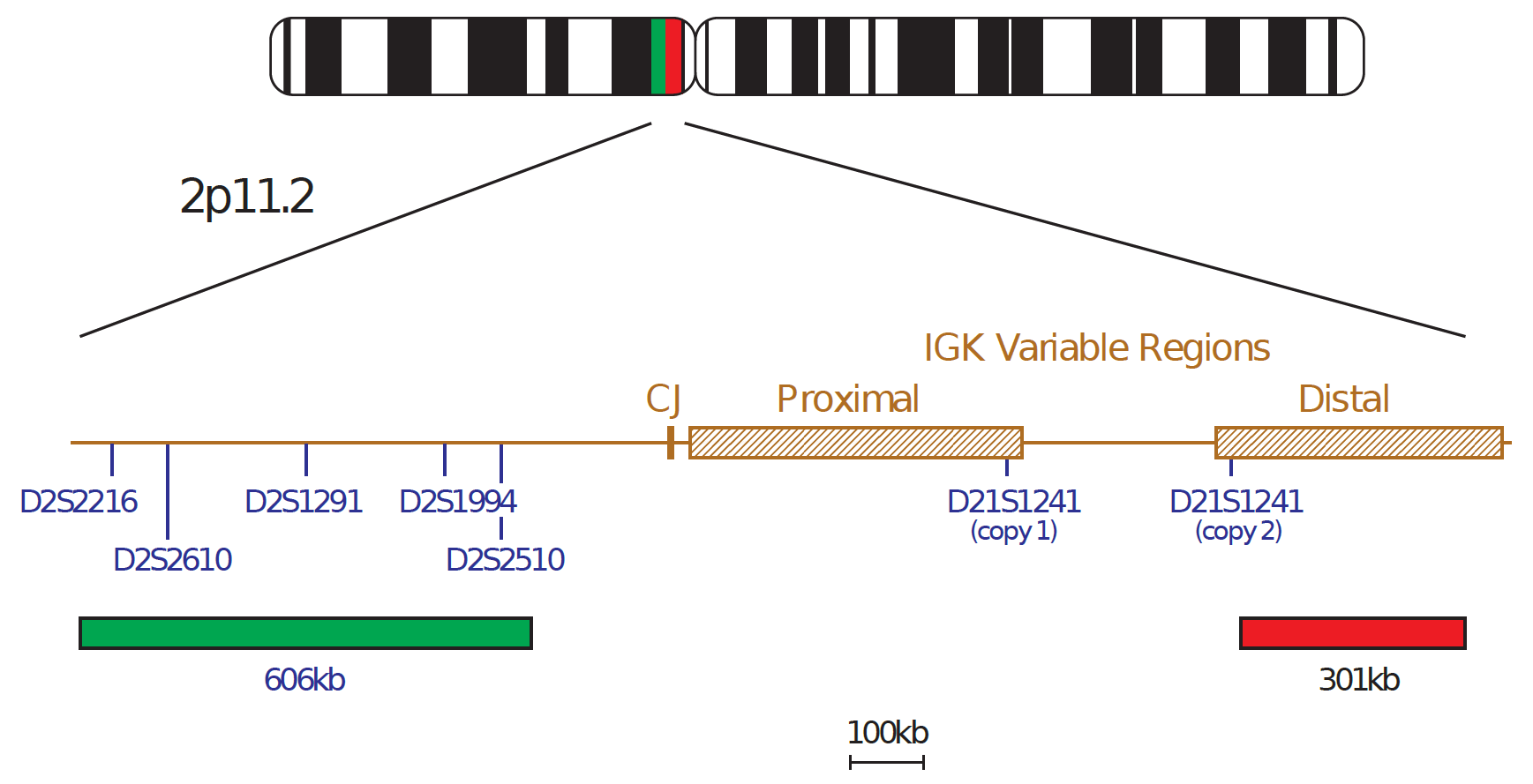 Fluorescence in situ hybridization (FISH) chromosome map showing a probe mix targeting the IGK gene.