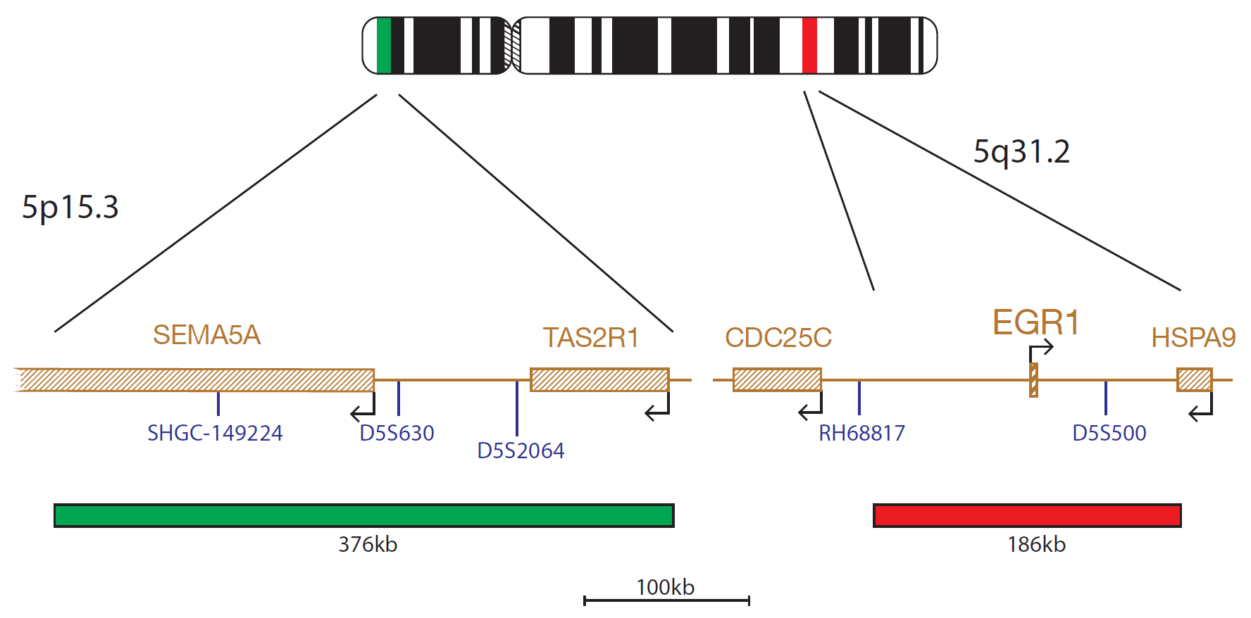 Fluorescence in situ hybridization (FISH) chromosome map showing a probe targeting the regions 5q31.2 (EGR1 gene) and 5p15.3.