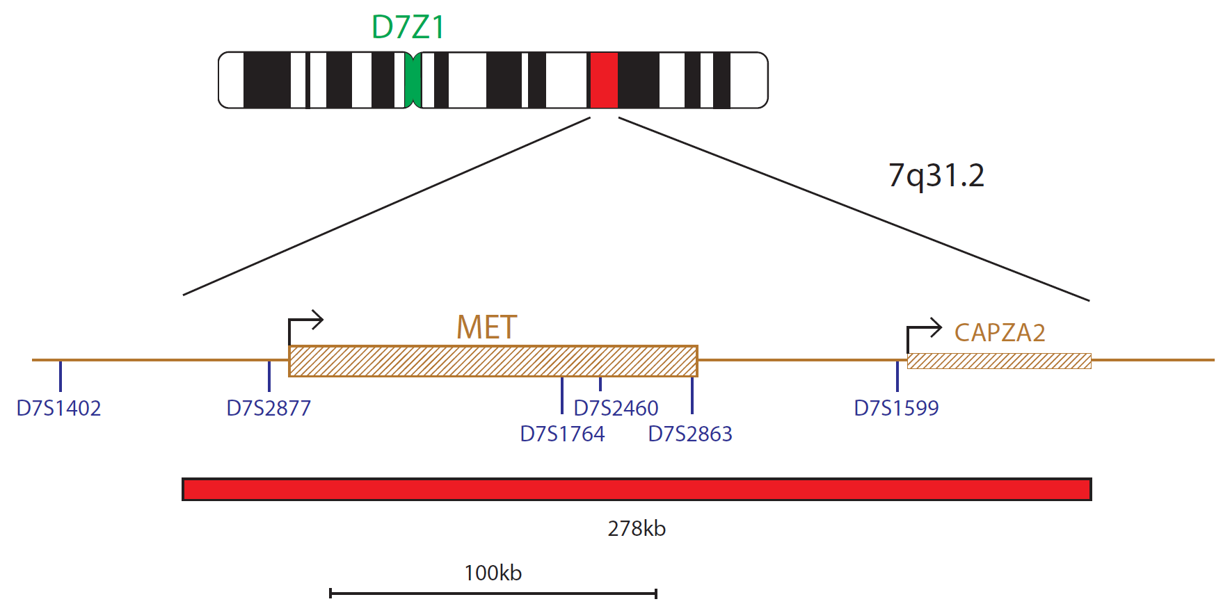 Fluorescence in situ hybridization (FISH) chromosome map showing a probe targeting the C-MET (MET) gene.