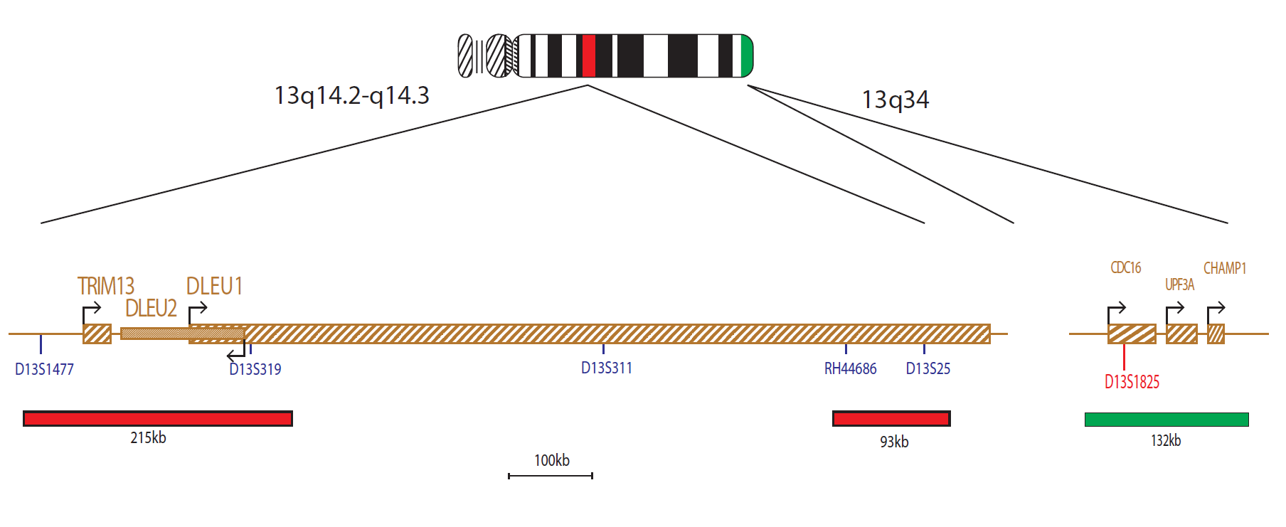 Fluorescence in situ hybridization (FISH) chromosome map showing a probe mix targeting the regions 13q14.2-q14.3 and 13q34.
