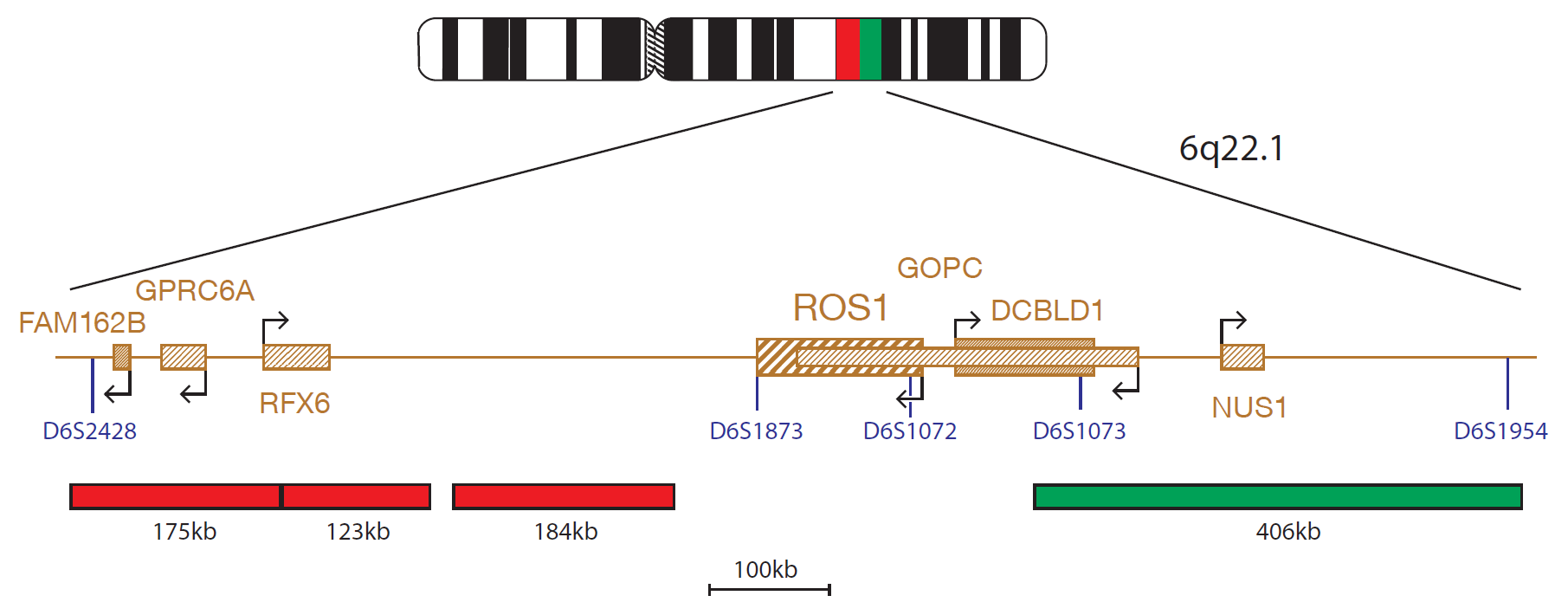 Fluorescence in situ hybridization (FISH) chromosome map showing a probe mix targeting the ROS1 gene.
