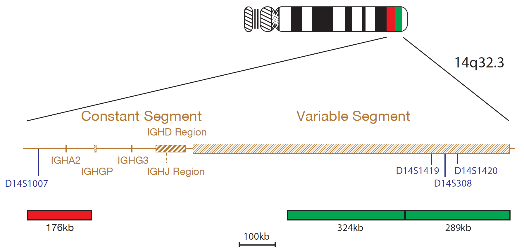 Fluorescence in situ hybridization (FISH) chromosome map showing a probe targeting the IGH gene.