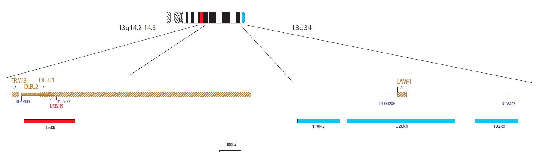 Fluorescence in situ hybridisation (FISH) chromosome map showing a probe targeting the regions 13q14.2–q14.3 and 13q34.