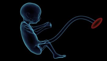 Prenatal Fetus