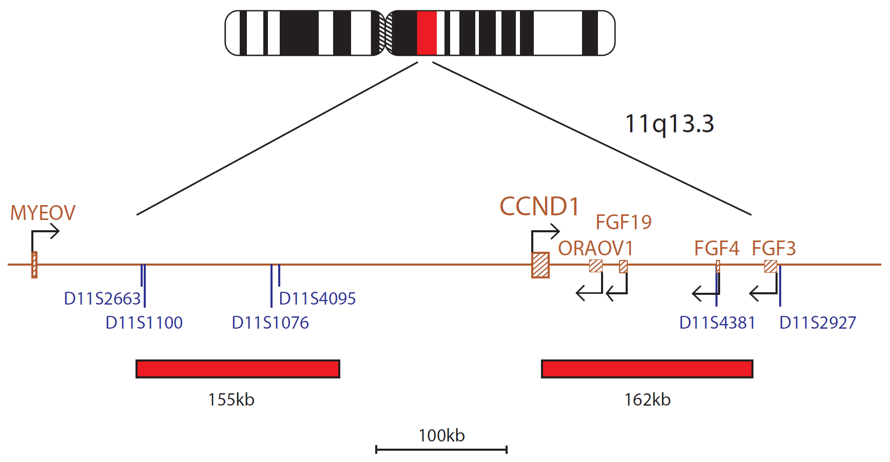 Fluorescence in situ hybridization (FISH) chromosome map showing a probe targeting the CCND1 gene.
