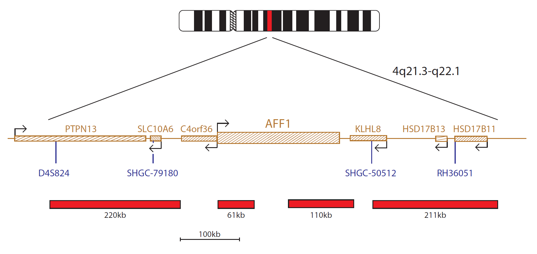 Fluorescence in situ hybridization (FISH) chromosome map showing a probe targeting the AFF1 gene.