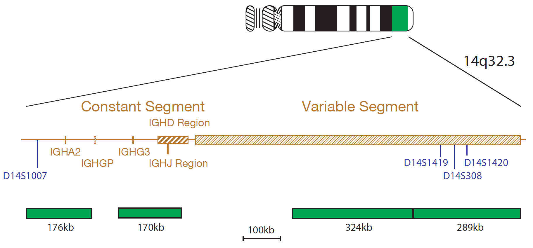 Fluorescence in situ hybridization (FISH) chromosome map showing a probe targeting the IGH gene.