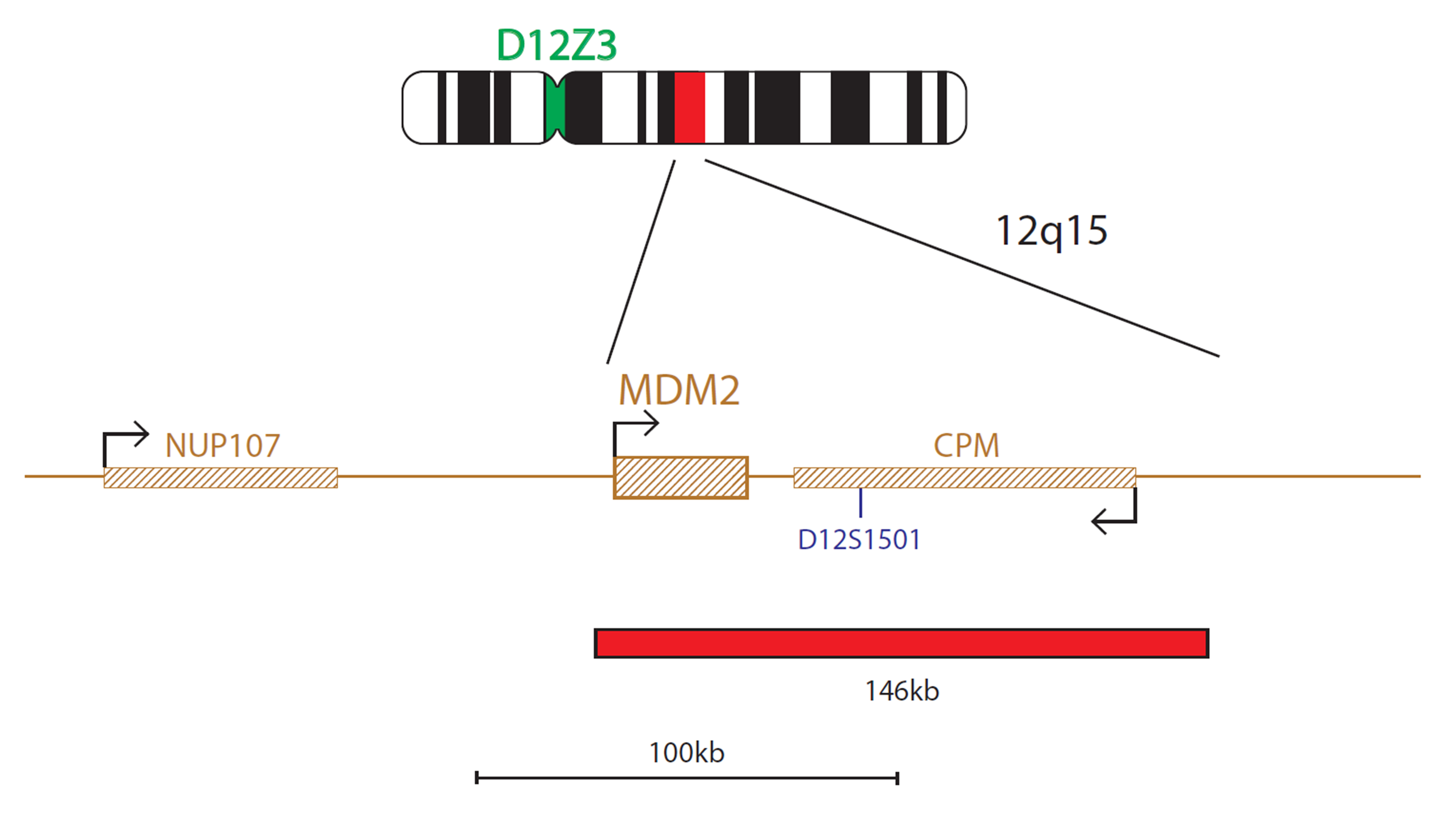 Fluorescence in situ hybridization (FISH) chromosome map showing a probe targeting the MDM2 gene.