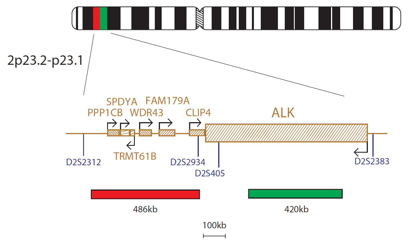 Fluorescence in situ hybridization (FISH) chromosome map showing a probe mix targeting the ALK gene.