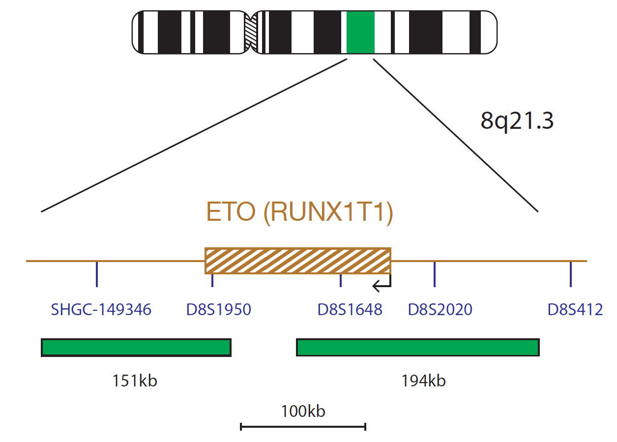 Fluorescence in situ hybridization (FISH) chromosome map showing a probe targeting the ETO (RUNX1T1) gene.