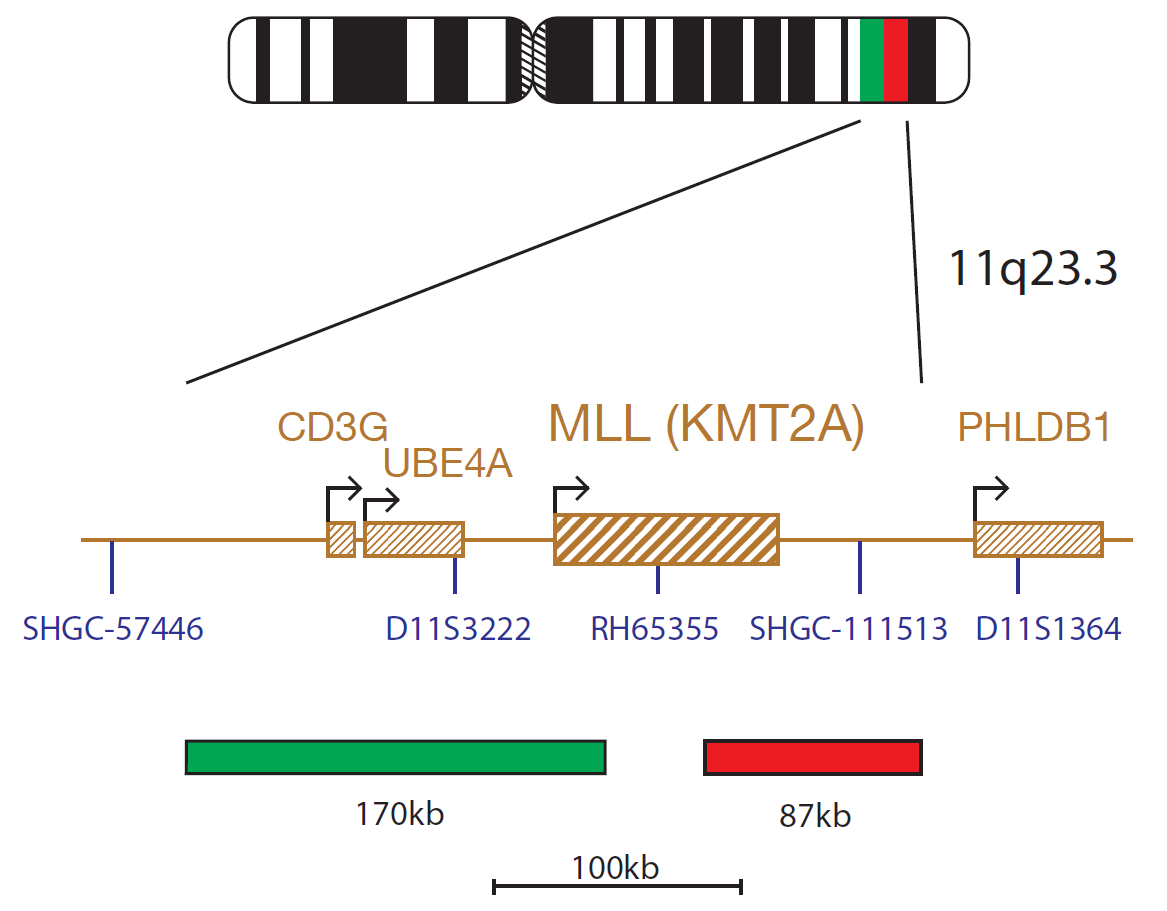 Fluorescence in situ hybridization (FISH) chromosome map showing a probe mix targeting the MLL (KMT2A) gene.