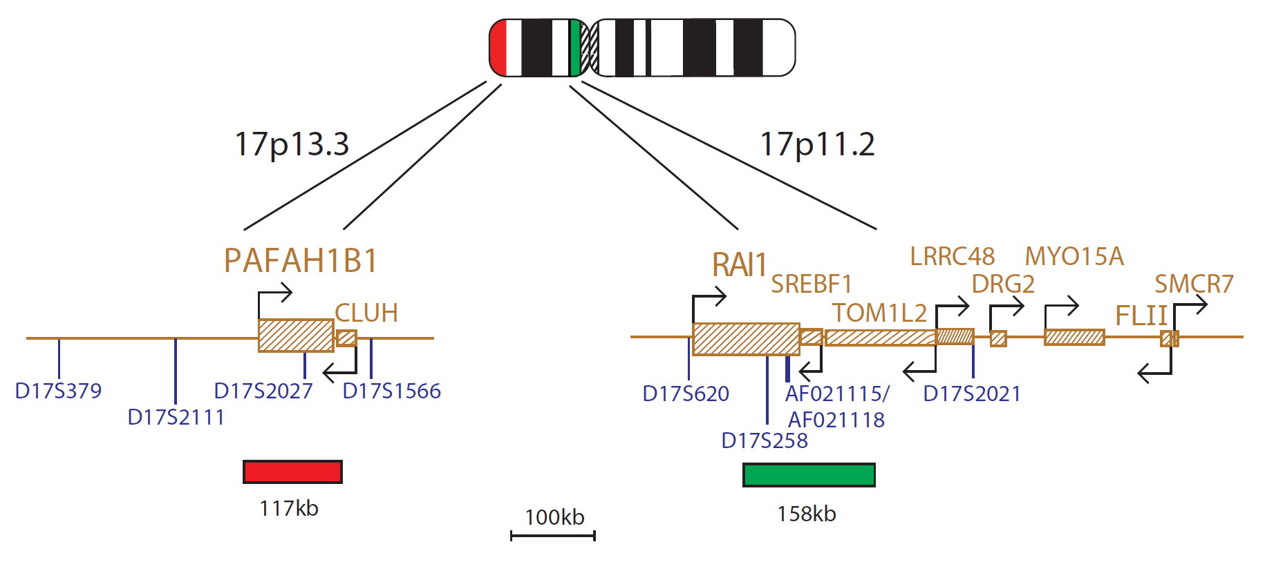 FISH chromosome map showing probes targeting regions associated with Smith-Magenis (RAI1 gene) and Miller-Dieker syndromes.